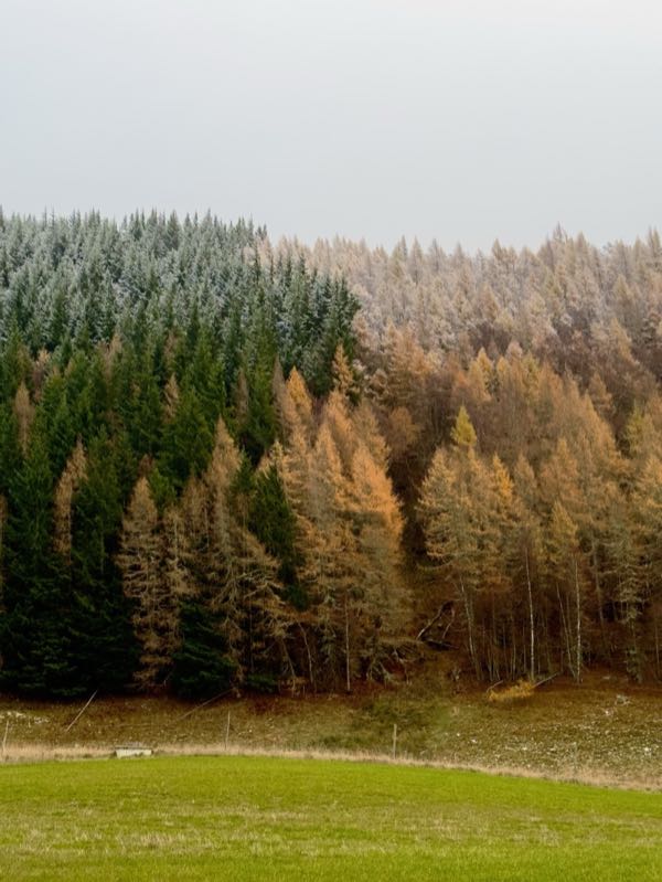 Frosted forest treeline