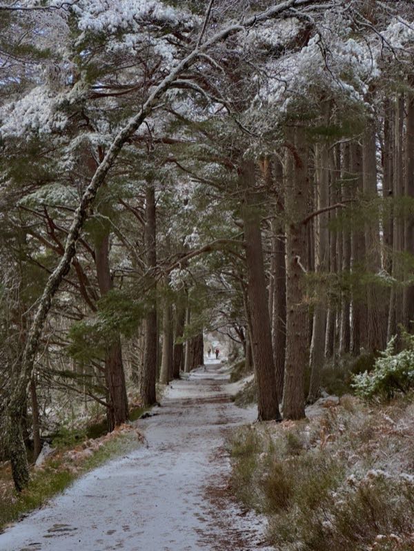 Snow-covered forest corridor