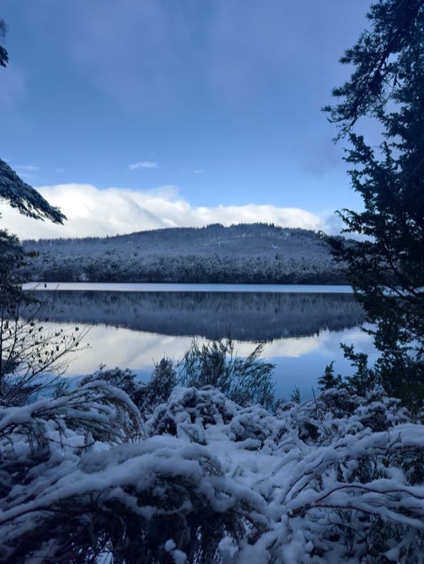 Winter tree-lined road