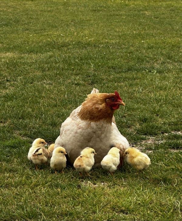 Misty lakeside scene