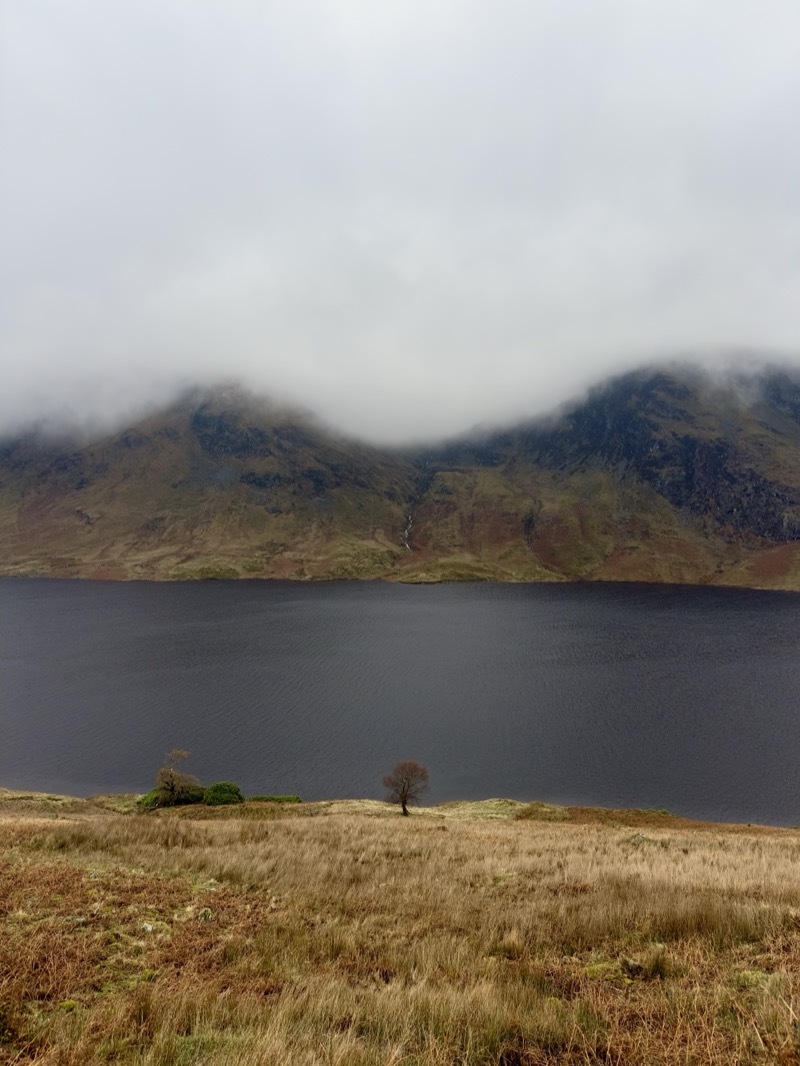 Solitary tree by mountain lake