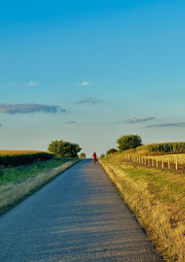 Sunflower field under clouds