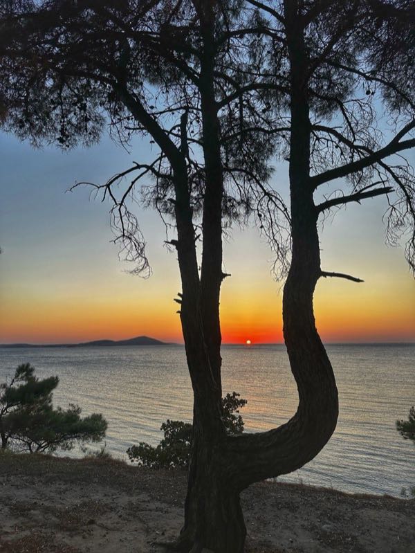 Tree framing sunset over water