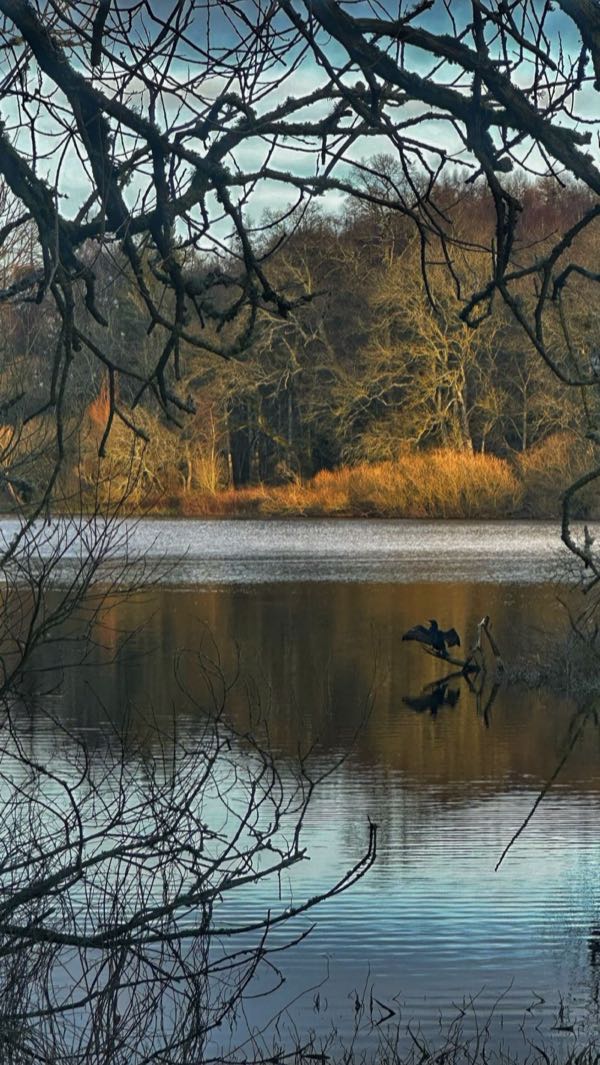 Autumn lake with cormorant through bare branches